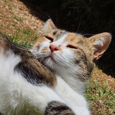 afonsop__'s profile picture. 