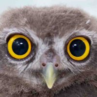 piyooonsec (@piyoooonsec) 's Twitter Profile Photo piyooonsec (@piyoooonsec) 's Twitter Profile Photo