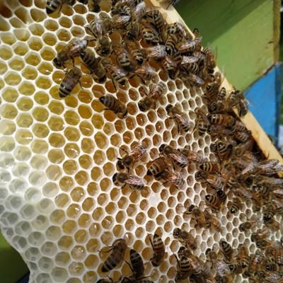 Mielelucano's profile picture. Mielù miele biologico lucano