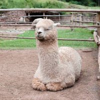 อูลจะไดเอตแล้ววววว🦙 (@oulepaca) 's Twitter Profile