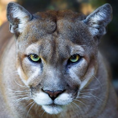 SequenceHer's profile picture. synthesizer / generator / droner / modulator / randomizer / beats optional