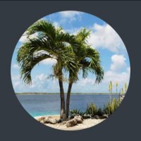 Palmtreechic(@Palmtreechic3) 's Twitter Profile Photo