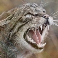 Macbeda Blackstone - Cat-fiadhaich Albannach (@macbeda1) 's Twitter Profile