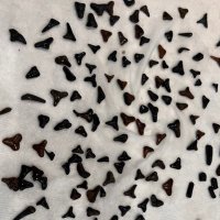 Allison Wikoff (@saltywikoff) 's Twitter Profile