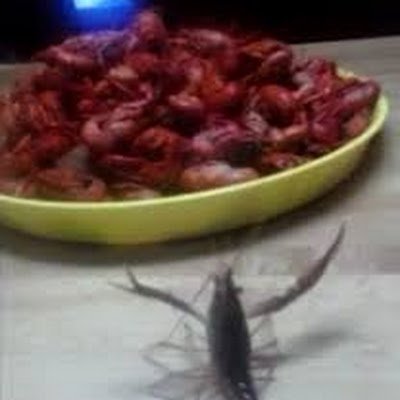 KurxesX's profile picture. 