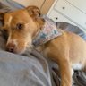 NicoleL42759817's profile picture. Grandma to pups Grizzley & Cedar, and Scruffy, animal lover, a positive person. Can’t have my own pets due to allergies, ME/CFS, fibro, POTS, MCAS…