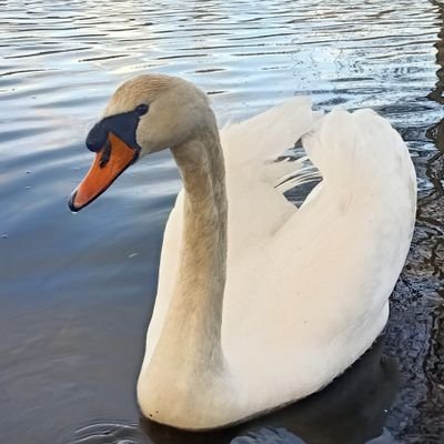 Geboren in Brabant. Daarna verhuisd naar Utrecht. Liefde voor natuur en vogels. 

Geniet van vrije tijd in de natuur