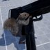 Squirrel with a Gun 🔫🐿️ (Wishlist it!) (@QuiteDan) Twitter profile photo