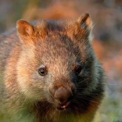 Journalist-Sailor-Arborist-Wombat enthusiast