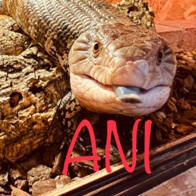 ANI43210685's profile picture. 爬虫類 🦎アクア 🐠小動物 🐁虫🕷 大好き 生き物100匹位います 繁殖もしていますがまだまだ勉強中です！終わらぬメンテと戦いの日々ですw皆さんの飼育知識などお借りできると嬉しいです😀