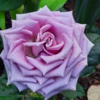 Marina โช๏ธ Lilac (@garaqofujuj) 's Twitter Profile Photo Marina โช๏ธ Lilac (@garaqofujuj) 's Twitter Profile Photo