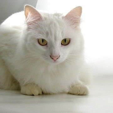 Laura04792629's profile picture. Espiru fuerte