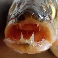 Fish Invasions Lab(@FishInvasionLab) 's Twitter Profile Photo