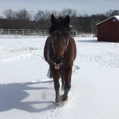BayBoyWonder's profile picture. Fancy, clever, cheeky, brave Morgan horse. To know me is to be awed by me.