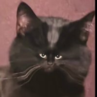 bob.hl (@jalebob) 's Twitter Profile