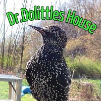 Dr.dolittles House(@Dolittles_House) 's Twitter Profile Photo
