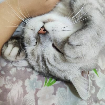 提灯七猫👻さんのプロフィール画像
