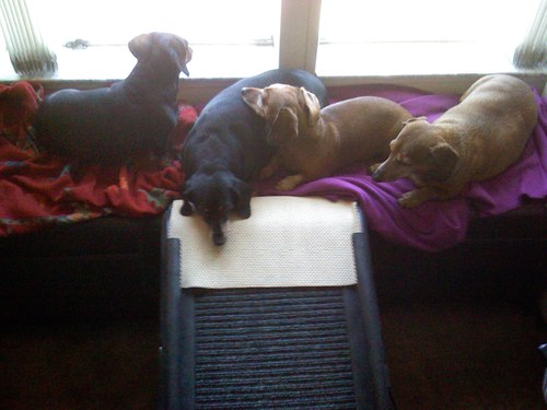 modeaux's profile picture. stained glass art