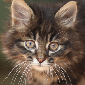 KasillasCat's profile picture. Я не бот, я - кот. Официальный твиттер кота Касильяса.