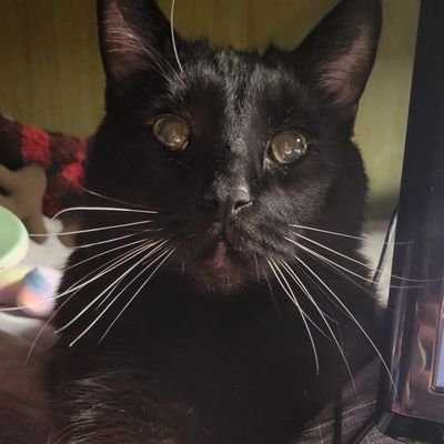 MidnightBinkus's profile picture. MIDNIGHTS OFFICAL TWITTER ACCOUNT

rip ( @janicecantspell )