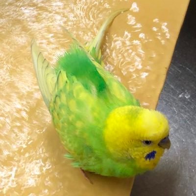 califolniakado's profile picture. 