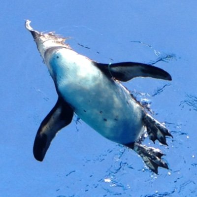 Agent_Him_Yuk's profile picture. 