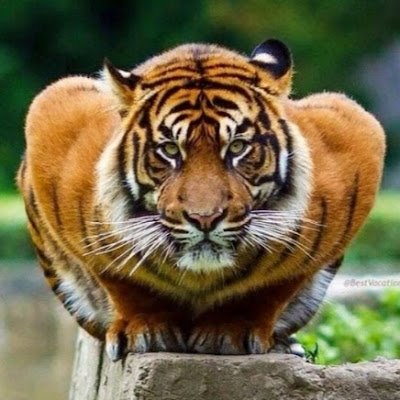 BigSwox's profile picture. 