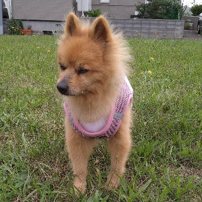 🐶ﾐﾙﾌｨ😺ｵﾑ🐶ﾊﾟﾋﾟｰのﾏﾐｨ(いいね！が消えちゃう)さんのプロフィール画像