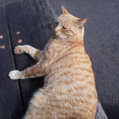 My name is “Ginger Cat”! I am a very independent cat & i love to see u when u visit me on my bench that is close to where i live on Dalrymple Road SE4 London