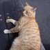 Ginger Catโs bench (@gingerbench) Twitter profile photo Ginger Catโs bench (@gingerbench) Twitter profile photo