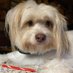 Joyce Allen (@joyceal11205927) Twitter profile photo Joyce Allen (@joyceal11205927) Twitter profile photo