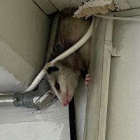 Oakland Opossum(@OaklandOpossum) 's Twitter Profile Photo