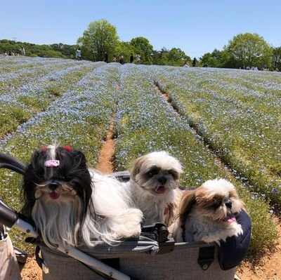 🐕️シーズー(特にken.kou.fuku←うちの犬でインスタアカ)好きの阪神ズキ🐯 あと競馬🏇も好き😄下手だけど😓 #阪神タイガース #阪神ファンと繋がりたい #糸原推し #シーズー大好き #シーズー好きと繋がりたい #シーズー多頭飼い #競馬 #競馬予想