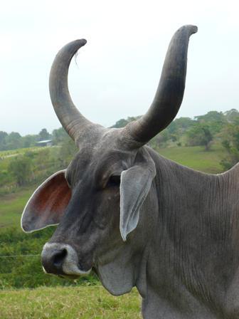 Producción y Promoción de la raza Guzerá Lechero en Venezuela. El Guzerá ademas de ser el MAS RUSTICO es el UNICO Cebu de DOBLE PROPOSITO (LECHE y CARNE)