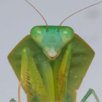 T.K.N 【カマキリの下僕】 (@k_pinnapavonis) 's Twitter Profile Photo T.K.N 【カマキリの下僕】 (@k_pinnapavonis) 's Twitter Profile Photo