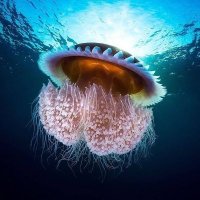 🌊 Ocean Discover ⛵ (@pazyocean) 's Twitter Profile Photo 🌊 Ocean Discover ⛵ (@pazyocean) 's Twitter Profile Photo