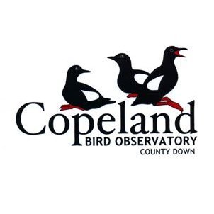 Updates and information from the CBO team at Northen Ireland's only bird observatory. (New Twitter account)