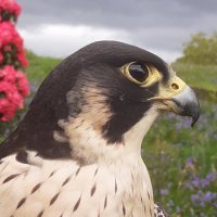 Kintail Birds of Prey Argyll Ltd(@Kintailbop) 's Twitter Profile Photo