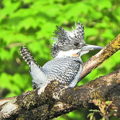 四季折々の生き物を広く浅く観察、コンデジ(Nikon COOLPIX B700 & RICOH WG-70)で色々と撮影しています。奥多摩自然観察ボランティア会会員(休業中)。自然公園指導員。全てにおいてまだまだ未熟者。無言フォロー失礼します。ファボ多め。フォロバ期待しないで ···