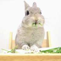 コガラナ天パのうさハムch (@kogaranatenpa_y) 's Twitter Profile Photo コガラナ天パのうさハムch (@kogaranatenpa_y) 's Twitter Profile Photo