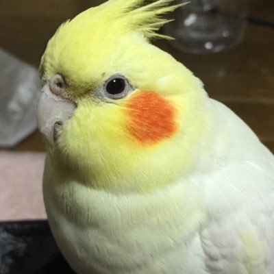 みんなさん、いつも、みてくれてあざざます。 もうすこしみんなさんと、うまくお話しできたらうれしいな。 Instagramわ こちら↓