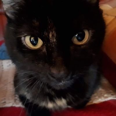 KarinW3009's profile picture. freiheitsliebend, ungeimpft 💙  🖤❤💛