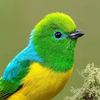 Bird Planets(@BirdPlanets) 's Twitter Profileg