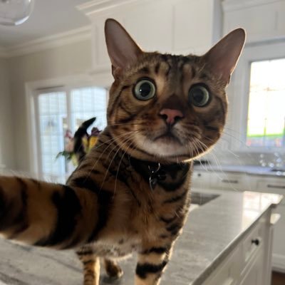 I was born on Valentine’s Day. My name is Max, I am a man. I’m playful. I have a moderate case of narcolepsy. I am a Bengal cat.