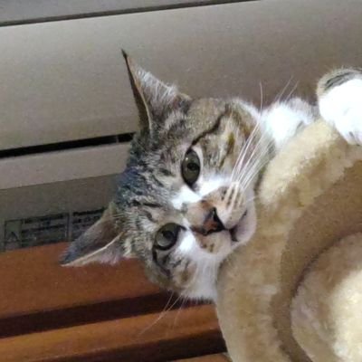 猫2匹お世話してます。