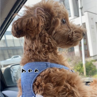 トイプードル女の子「わかめ」の成長日記です🐶💕 TikTohttp://vt.tiktok.com/ZSe5UJL3r/o3