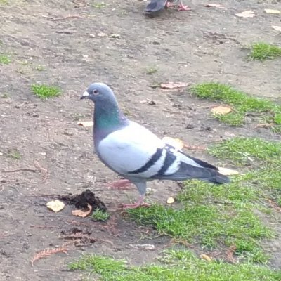 HatoGnss's profile picture. GNSSを勉強する鳩🕊