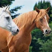 LaylaGreen95's profile picture. You create your own happiness