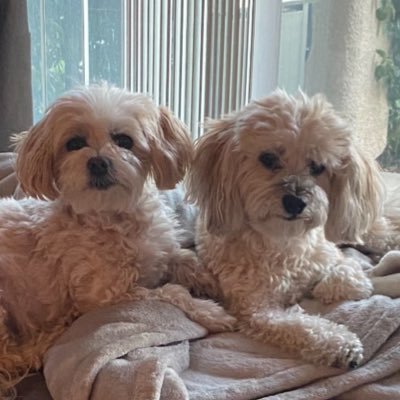 We’re 2 Havanese doggies livin great lives with our Mom & Dad in western Canada.