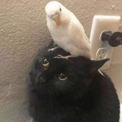 BolvarTheWicker's profile picture. priv account